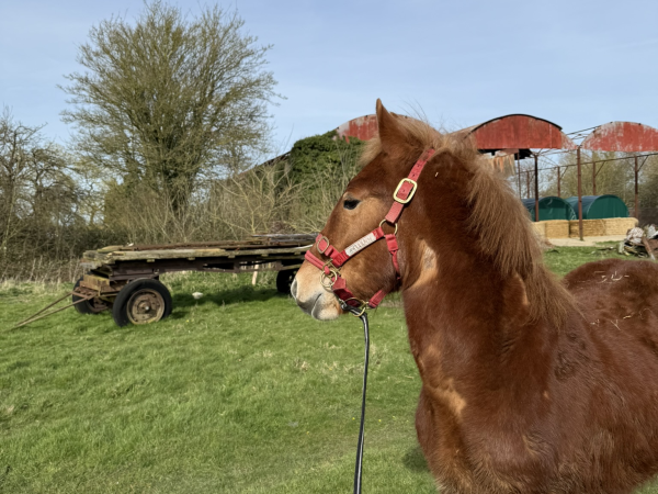 Suffolk Punch Meet and Greet