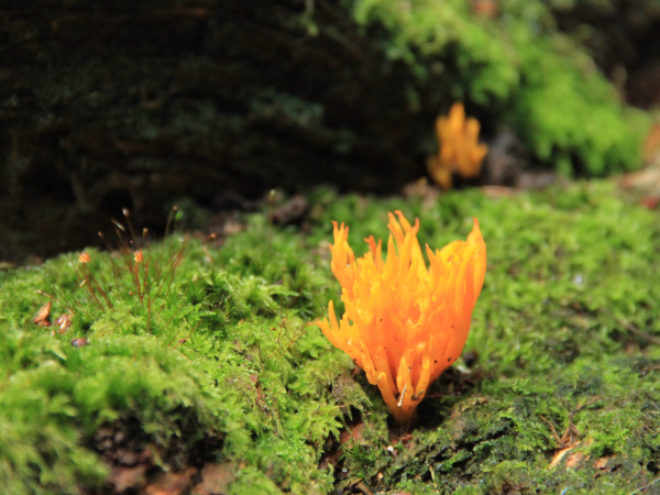 Fungi Foray After Dark | Discover the hidden world of fungi