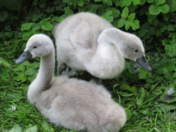 Palace Lecture: Swans of the Palace