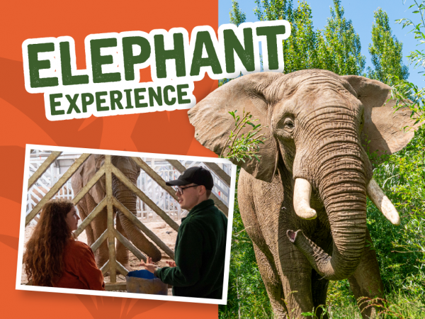 A lady wearing an orange jacket talking to a male keeper in front of an elephant