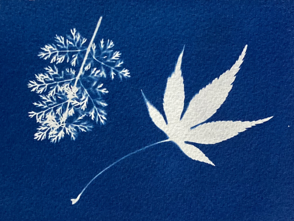 Workshop: Cyanotype and Cyanolumens