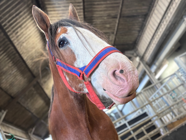 Clydesdale Experience