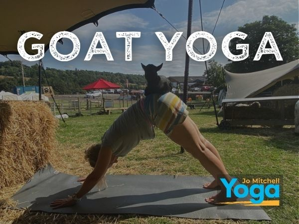 BRAND NEW: Goat Yoga