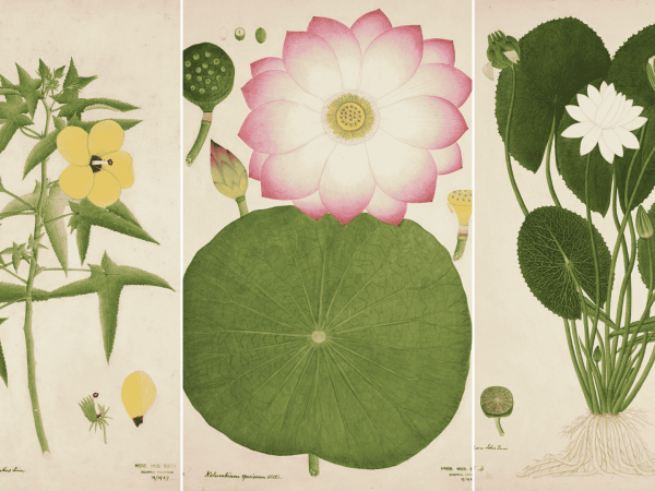 Indian Miniature Painting: Botanical Flower Paintings
