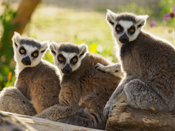 Animal Carer Experience