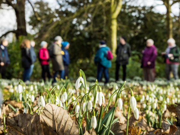 Snowdrop Festival | Garden Admission