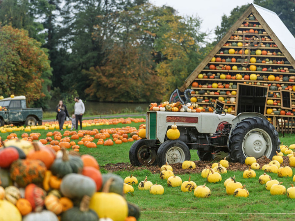 The Pumpkin Field