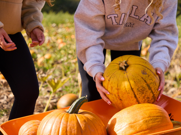 Farmer Ed’s Pumpkin Patch