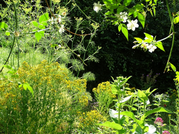 Herbs to Still in the Summer