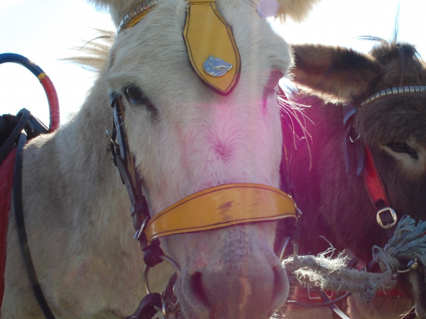 Alwood Donkeys