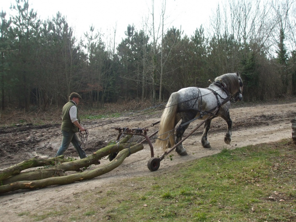 Horse logging