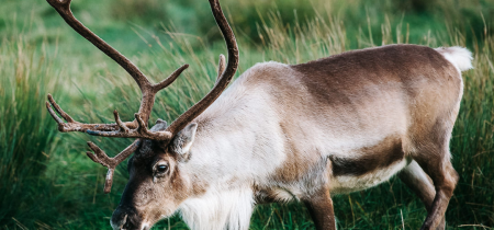 Reindeer Visit