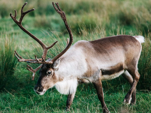 Reindeer Visit