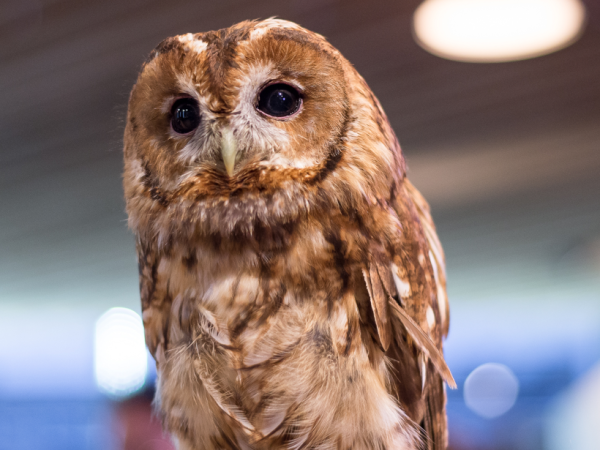 Christmas Wild Life Drawing: Florence's Owls