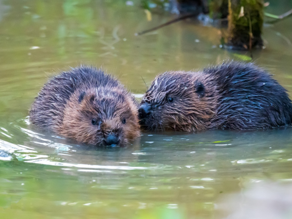 Beaver wetland walk with Toby Davies