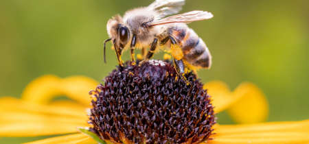 Wildlife Planting and Pollinators Talk