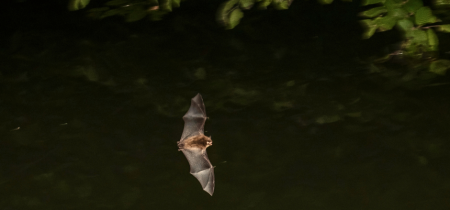 Bat Walk in the Garden