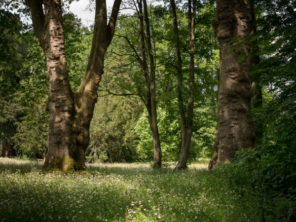 Admission - GROUNDS ONLY