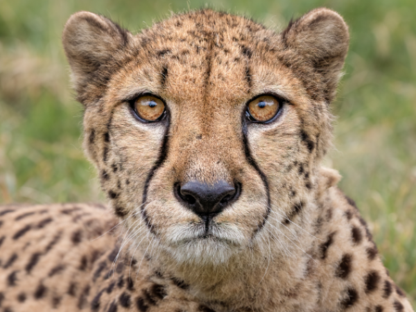 Meet the Cheetah Taster Experience