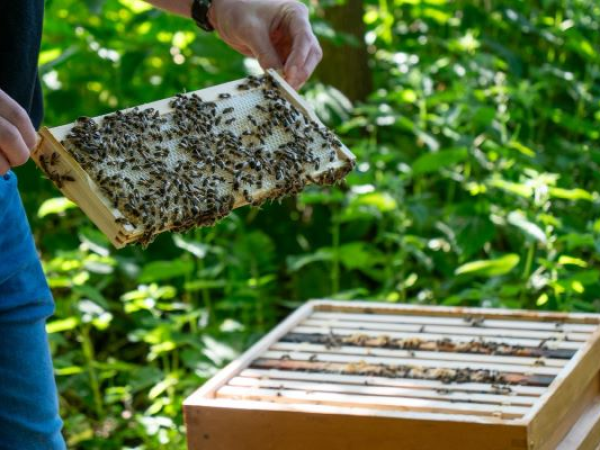 Beekeeping Behind the Scenes | The Garden Museum's Annual Plant Science Lecture