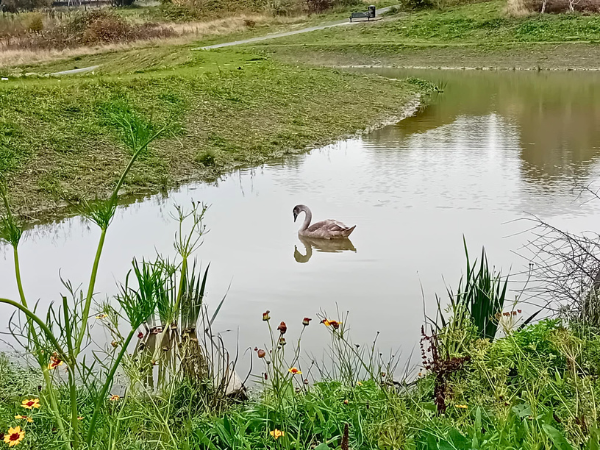 Water Wizardry at Manor Fields Park - Family-Friendly Tours