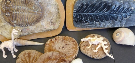 Home Education Day: Rocks & Fossils (15 May)