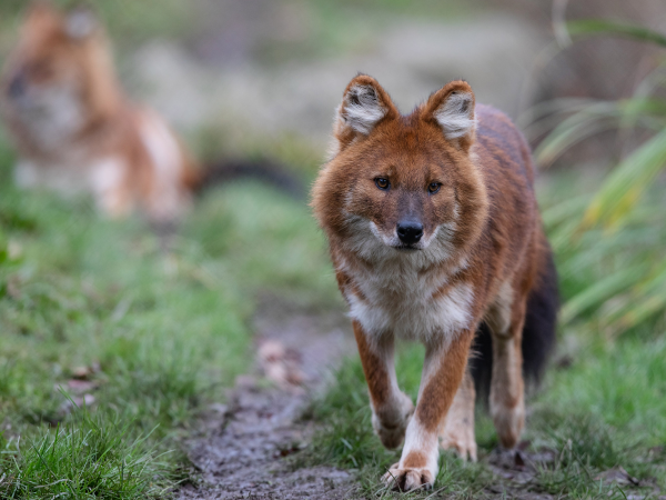 Wild Behaviour Family Workshop