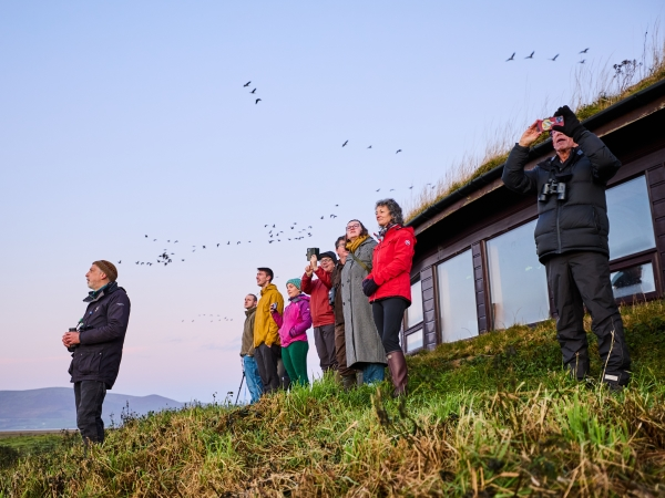 Dawn Flight (WWT Caerlaverock)