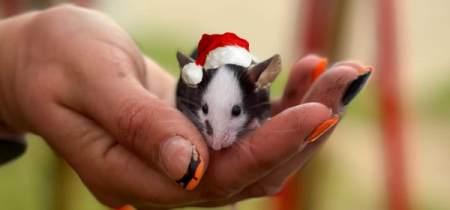 The Christmas Trail with Rat & Mice Experience