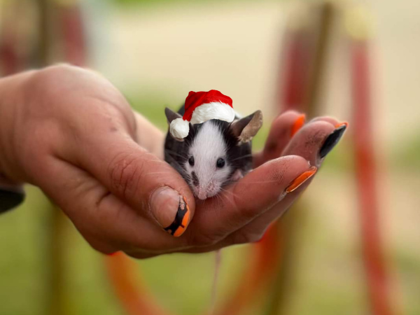 The Christmas Trail with Rat & Mice Experience