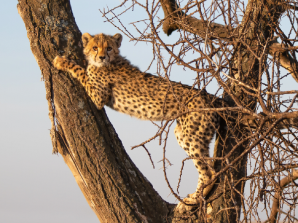 A Future for Cheetahs