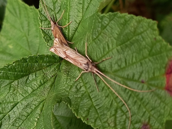 Riverflies Identification Training Course
