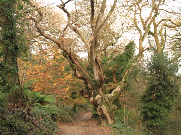 Forest Bathing: Natural Mindfulness