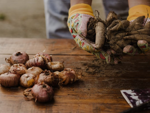 Bulb Talk & Planting Demo with Taylor’s Bulbs: 26th September 11:00-12:30