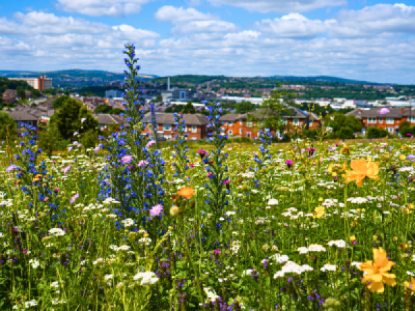 Marvellous Meadows