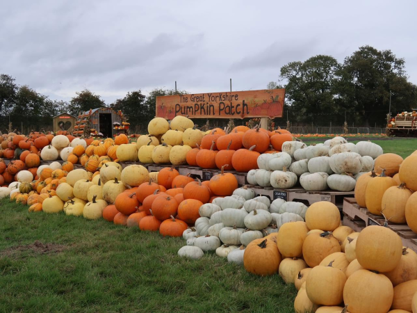 The Great Yorkshire Pumpkin Patch – Patch Only Tickets