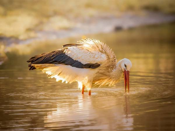 Wildlife Photography Workshops Led by Paul Way