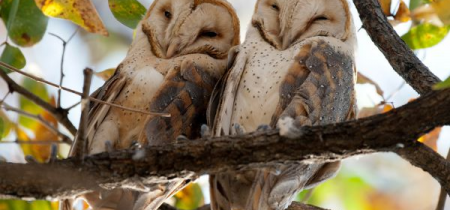 Valentine's Falconry Experience