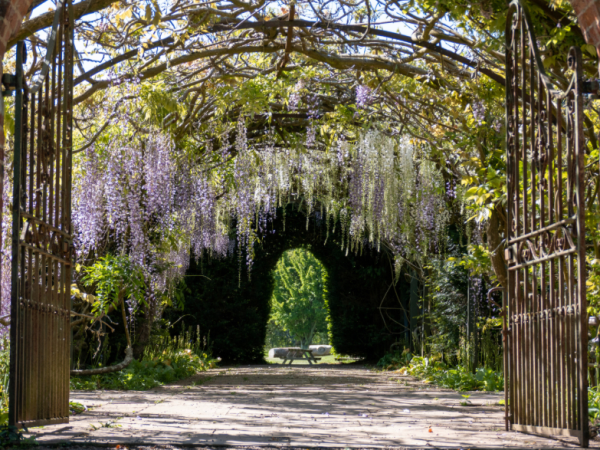 General Garden Admissions - Summer Savers