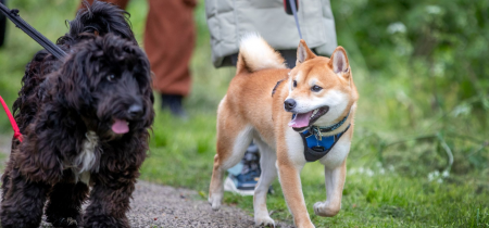 Woof Walk: Broughton Brook