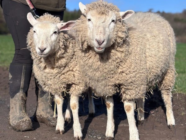 Sheep Walking Experience