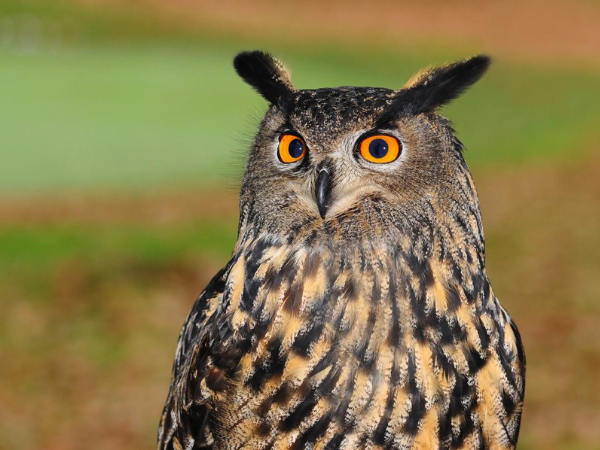 Bird Of Prey Experience