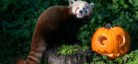 Pumpkin Making Workshop 2024