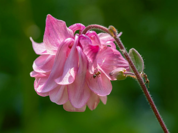 Flower & Garden Photography