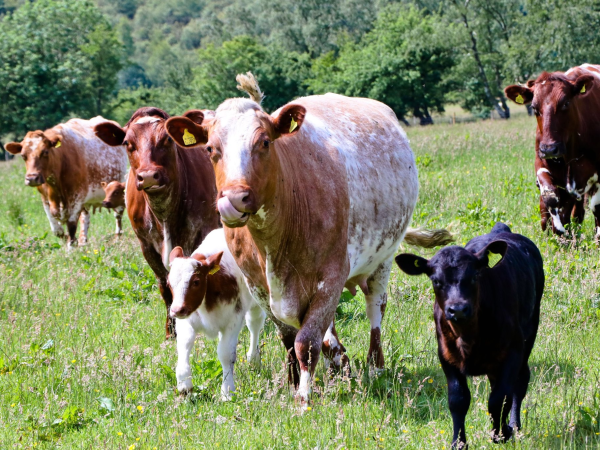 6 Fields 1 Future: Ayrshire Farmers Project Introduction