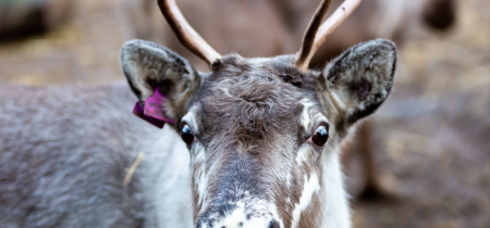 Reindeer Experience