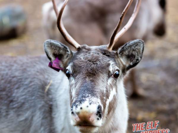Reindeer Experience