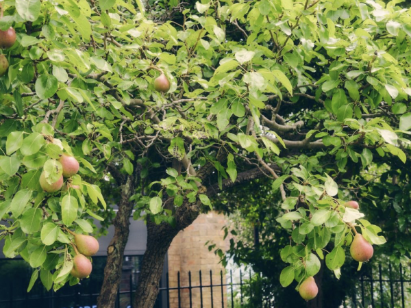 Spotlight Talk: The Kettle's Yard Garden, 19 September 2025, 1pm