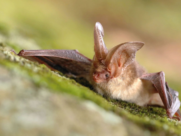 Adult Bat Walk - Walton Lake - Monday 20 July
