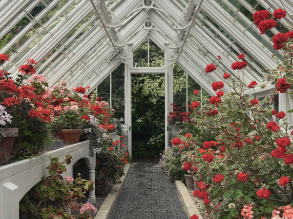 Perfect Pelargoniums